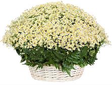Цветочная композиция из Ромашки в корзине #REPLACE_PRED# Монастырщине
